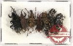 Scientific lot no. 483 Curculionidae (8 pcs)