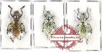 Scientific lot no. 484 Curculionidae (3 pcs A2)