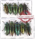 Scientific lot no. 96 Buprestidae (10 pcs A-, A2)