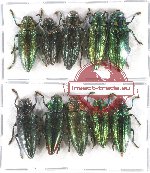 Scientific lot no. 98 Buprestidae (10 pcs A-, A2)