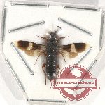 Scientific lot no. 303 Hymenoptera (Symphyta) (1 pc)