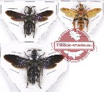 Scientific lot no. 291 Hymenoptera (Scoliidae) (3 pcs)