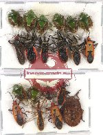 Scientific lot no. 882 Heteroptera (20 pcs)