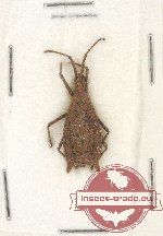 Heteroptera sp. 79