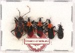 Scientific lot no. 871 Heteroptera (5 pcs A2)