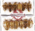 Scientific lot no. 900 Heteroptera (12 pcs A2)