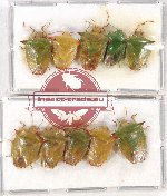Scientific lot no. 878 Heteroptera (10 pcs A, A-, A2)