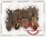 Scientific lot no. 873 Heteroptera (10 pcs)