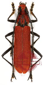 Mimosebasmia purpurea