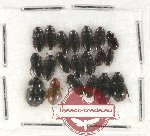 Scientific lot no. 72 Dytiscidae (mainly) (20 pcs)