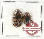 Scientific lot no. 70 Dytiscidae (2 pcs)