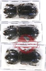 Scientific lot no. 98 Passalidae (3 pcs)