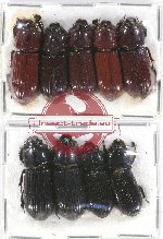 Scientific lot no. 117 Passalidae (9 pcs)