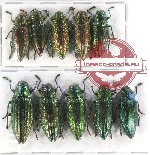 Scientific lot no. 97 Buprestidae (10 pcs A-, A2)