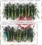 Scientific lot no. 99 Buprestidae (10 pcs A-, A2)
