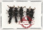 Scientific lot no. 129 Staphylinidae (5 pcs)