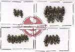 Helotidae Scientific lot no. 29 (23 pcs)