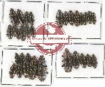 Helotidae Scientific lot no. 27 (30 pcs)