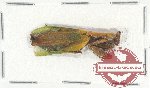 Scientific lot no. 10 Mantidae (1 pc)