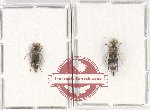 Scientific lot no. 68 Mordellidae (Macroglipa sp.) (2 pcs)