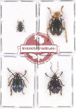 Scientific lot no. 394 Chrysomelidae (4 pcs)