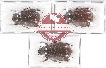 Scientific lot no. 141 Melolonthinae (3 pcs)