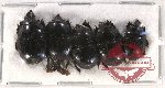 Scientific lot no. 88 Histeridae (5 pcs)