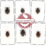 Scientific lot no. 903 Heteroptera (6 pcs)