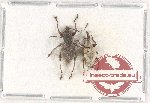 Scientific lot no. 472 Curculionidae (2 pcs)