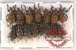 Scientific lot no. 465 Curculionidae (15 pcs)