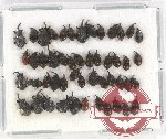 Scientific lot no. 479 Curculionidae (51 pcs)