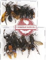 Scientific lot no. 294 Hymenoptera (9 pcs)
