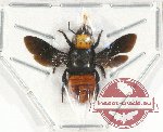 Megachilidae sp. 1