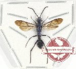Hymenoptera sp. 117