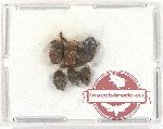 Scientific lot no. 96 Anthribidae (5 pcs)