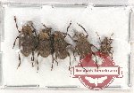 Scientific lot no. 98 Anthribidae (5 pcs)