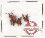 Scientific lot no. 76 Brenthidae (6 pcs)