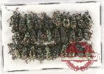 Scientific lot no. 481 Curculionidae (30 pcs)