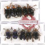 Scientific lot no. 395 Chrysomelidae (10 pcs - 5 pca A2)