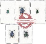 Scientific lot no. 393 Chrysomelidae (5 pcs)