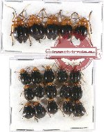 Scientific lot no. 392 Chrysomelidae (20 pcs)