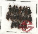 Scientific lot no. 490 Carabidae (20 pcs)