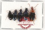 Scientific lot no. 498 Carabidae (5 pcs)