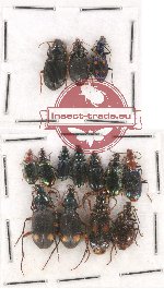 Scientific lot no. 475 Carabidae (14 pcs)