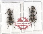 Scientific lot no. 512 Carabidae (2 pcs - 1 pc A2)