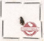 Scientific lot no. 485 Carabidae (1 pc)