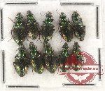 Scientific lot no. 471 Carabidae (10 pcs)