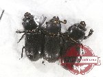 Scientific lot no. 105 Passalidae (3 pcs)