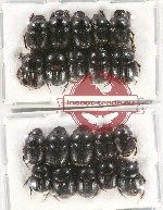 Scientific lot no. 597 Coprophaga (20 pcs)