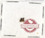 Malachidae Scientific lot no. 18 (2 pcs)
